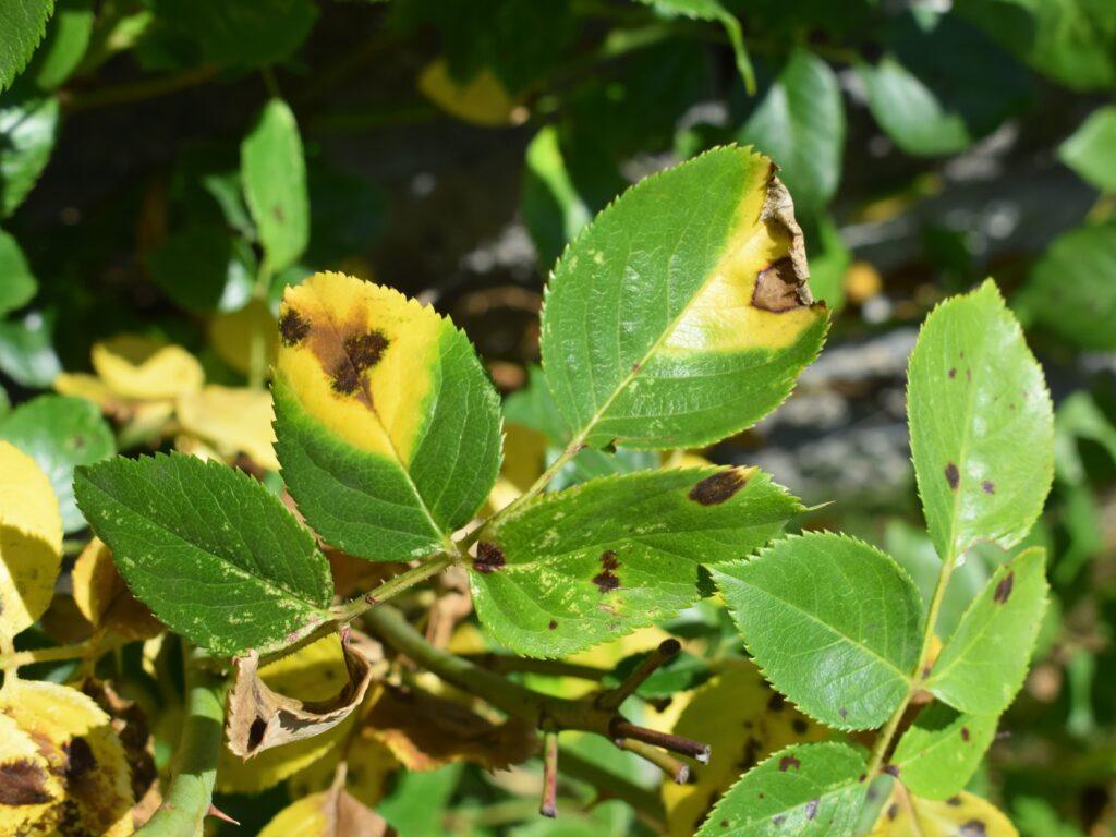 GreenTurf 860 390 5262 276 Butlertown Rd, Oakdale, CT 06370 plant stress