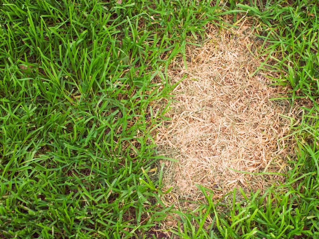 GreenTurf 860 390 5262 276 Butlertown Rd, Oakdale, CT 06370 lawn fertilization