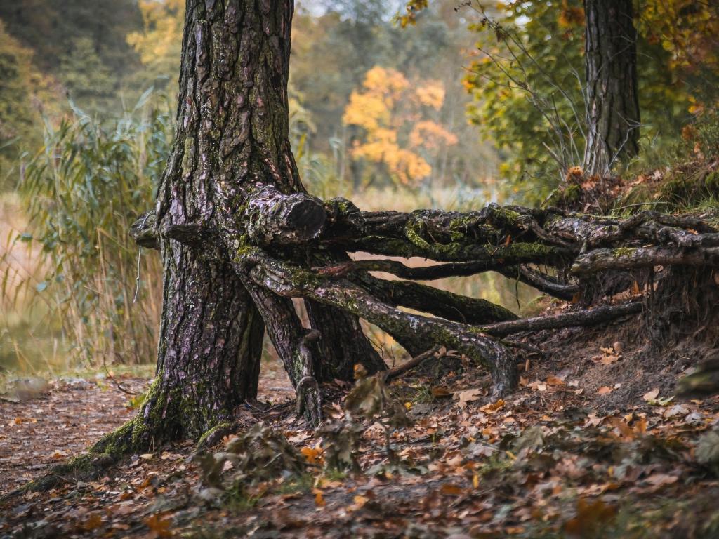 GreenTurf 860 390 5262 276 Butlertown Rd, Oakdale, CT 06370 tree health assessment